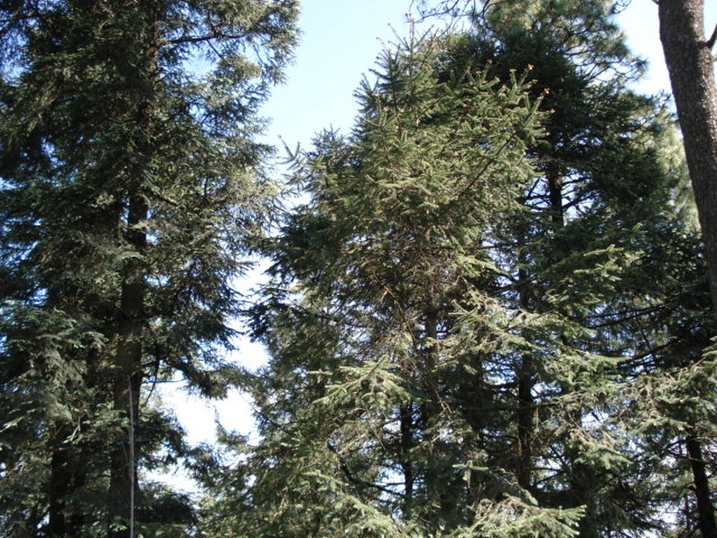 La reserva forestal para Mariposa Monarca pierde más de 7,000 árboles