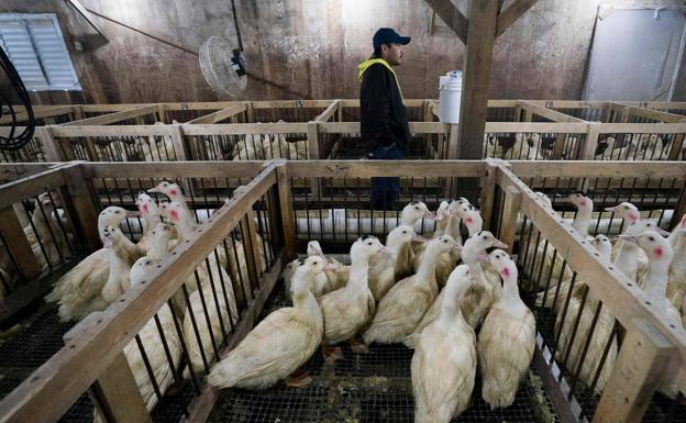 Reportan presencia de tres variantes de gripe aviar en Europa y Asia
