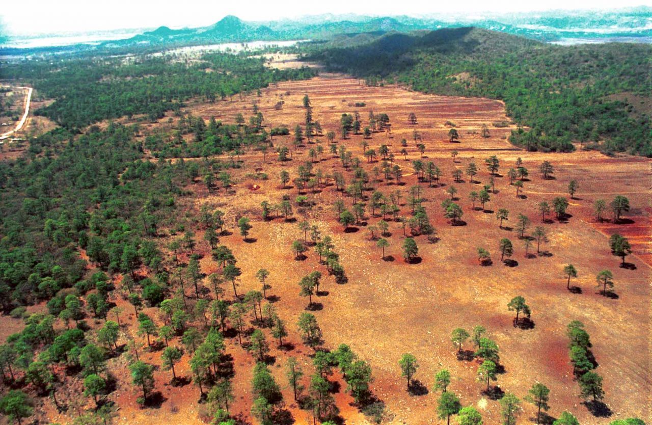 México firma pacto para evitar deforestación de la COP26