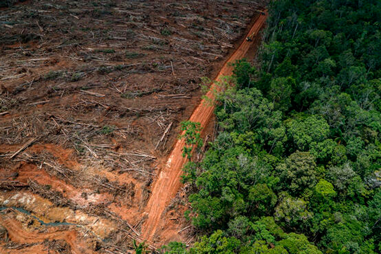 México no firmó pacto para poner fin a la deforestación en la próxima década