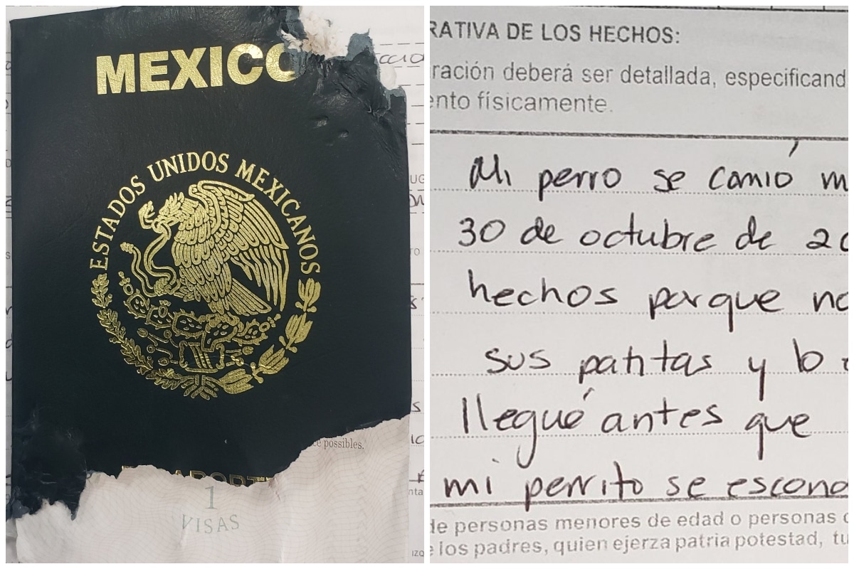 Usuario en redes sociales reporta que su perro se ‘comió’ su pasaporte