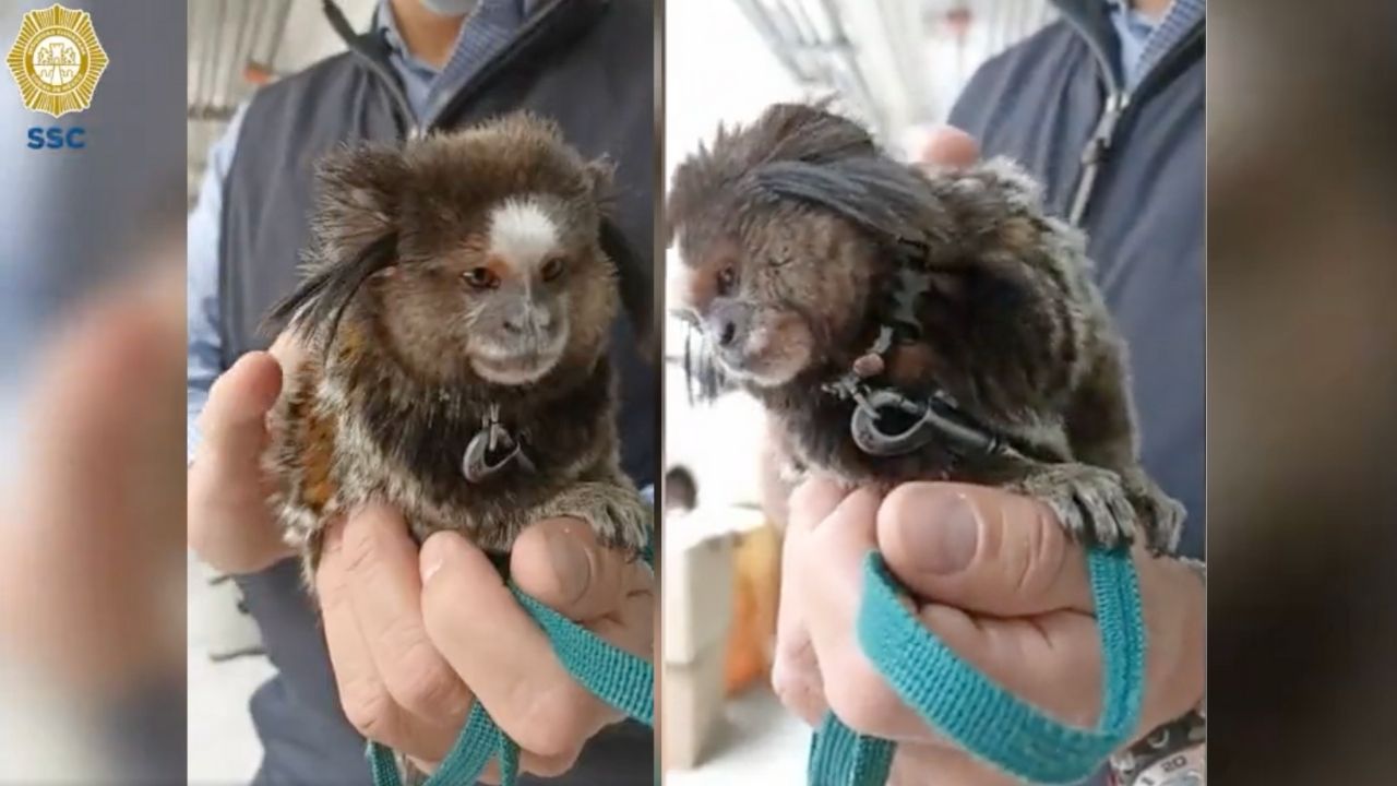 Detienen en CdMx a hombre con mono Tití, especie en peligro de extinción