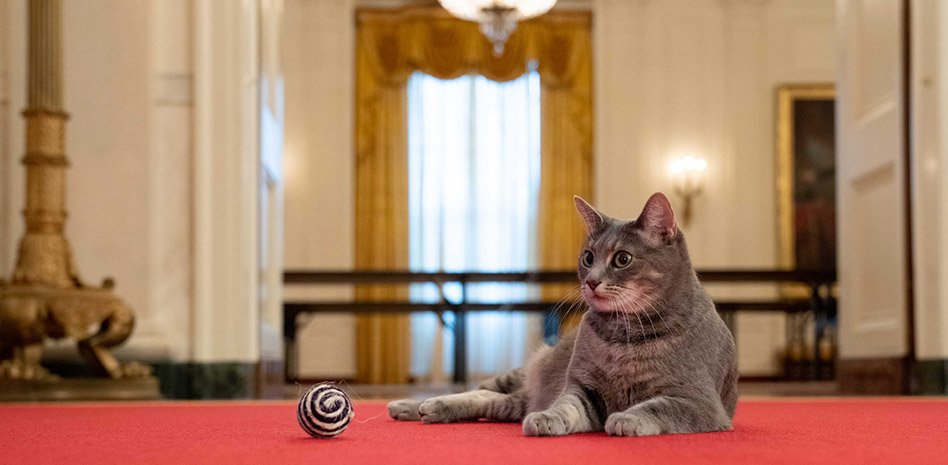 ¡Nuevo inquilino en la Casa Blanca!… Familia presidencial adopta un gato