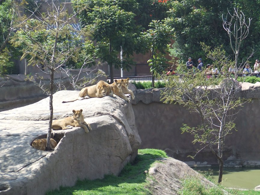 En el Zoológico de San Juan de Aragón se invirtieron más de 26 mdp para mejoras: Sheinbaum