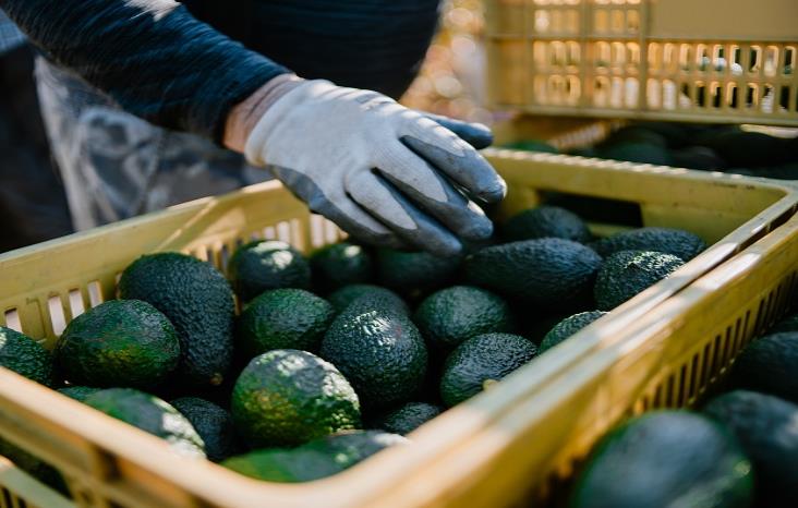 Acuerdan México y EU reanudar exportación de aguacate