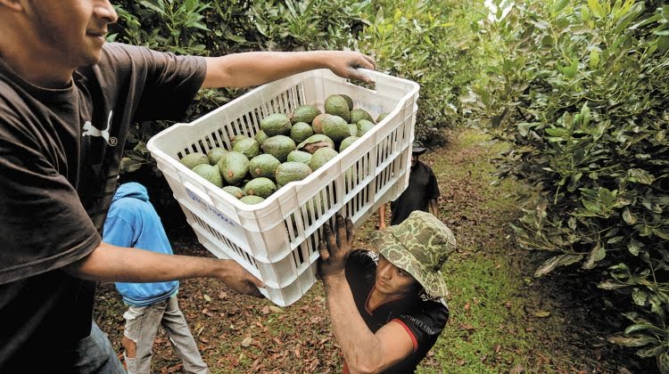 AMLO denuncia intereses económicos tras pausa de exportación de aguacate mexicano a EU 