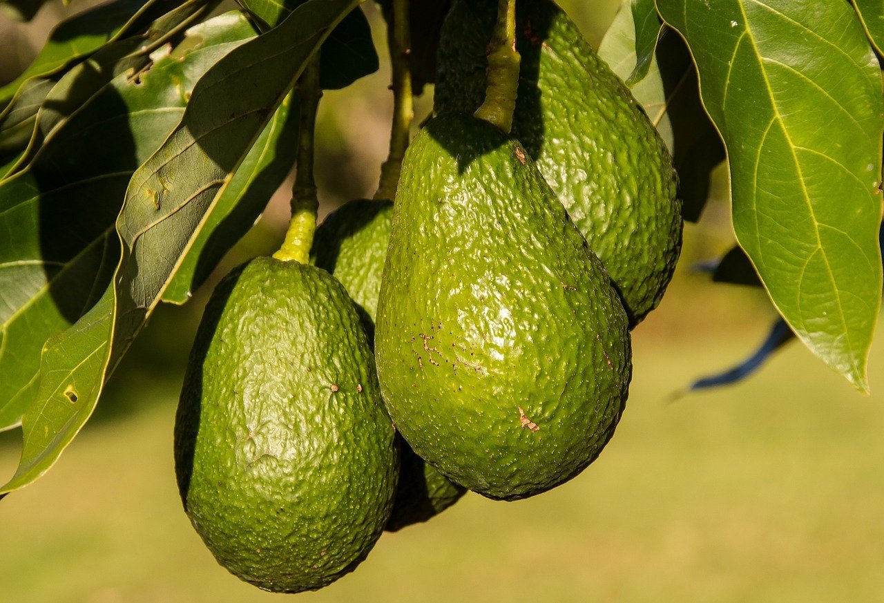 Estados Unidos da luz verde para reanudar inspección e importación de aguacate de Michoacán