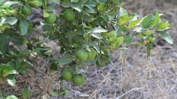Violencia en Michoacán afectará en los precios de frutas y verduras