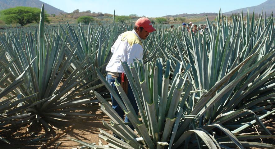 Profeco retirará del mercado algunas marcas de mezcal que no cumplen con las normas 