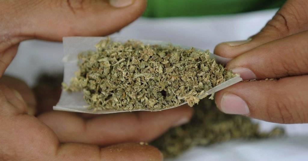 Producción de amapola y mariguana en México va a la baja debido a la producción de drogas sintéticas: Sedena