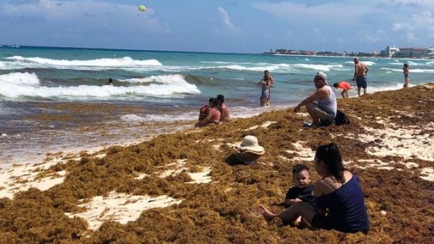 Situación actual del sargazo en el Caribe mexicano es alarmante, advierte Semar