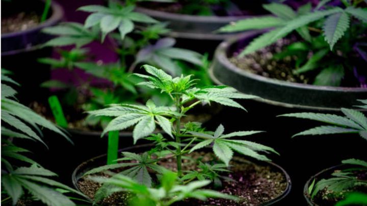 Corte declara inconstitucional penalizar posesión de más de 5 gramos de mariguana