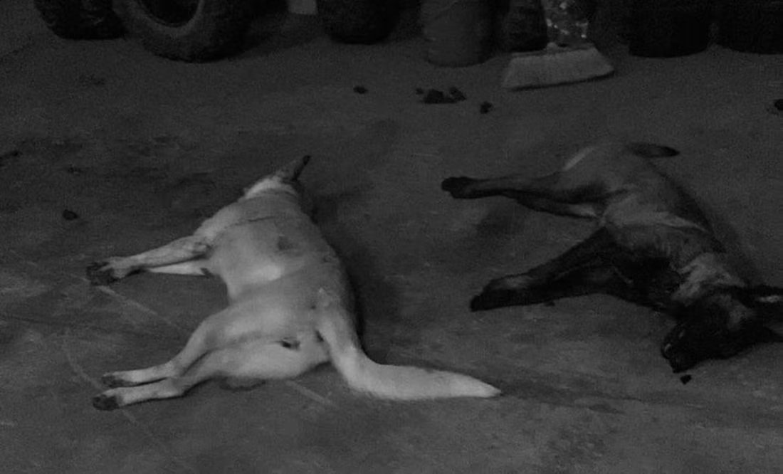 Alcalde de Tangancícuaro, Michoacán, bajo escrutinio por matar perros a balazos