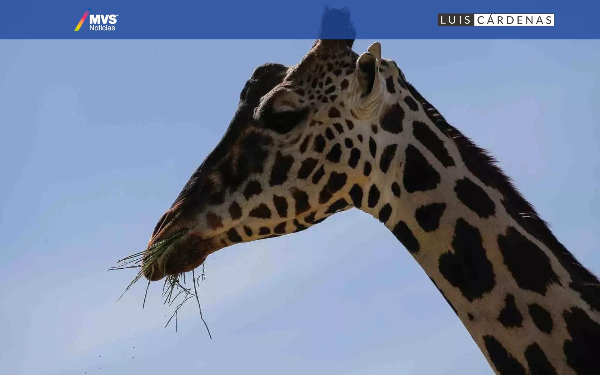 Africam Safari celebra el exitoso traslado de la jirafa Benito a Puebla